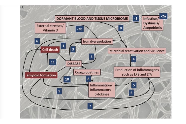 No Effects Without Causes: the Iron Dysregulation and Dormant Microbes Hypothesis for Chronic, Inflammatory Diseases